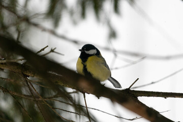 bird on a branch