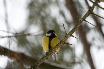 bird on a branch