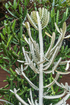 Candelabra cactus a.k.a. mottled spurge or dragon bones, with "White Ghost" variation (Euphorbia lactea) - Florida, USA