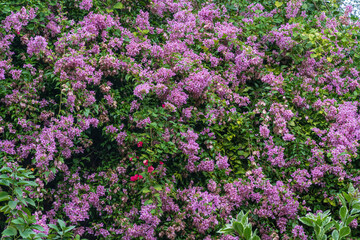 Purple bougainvillea flowers - Florida, USA