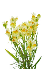 Fototapeta na wymiar Linaria vulgaris plant (the common toadflax, yellow toadflax or butter-and-eggs) with flowers and leaves isolated on a white background.