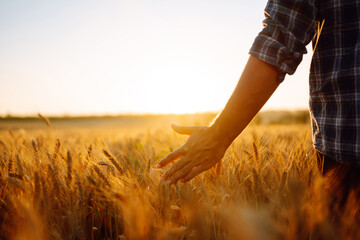 Man walking during sunset and touching wheat ears in gold field. Agriculture, gardening, business or ecology concept.