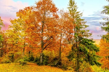 Stone bank against colorful trees growing on hills in autumn