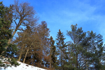 Part of a Swedish forest. Snow on the ground. One winter day in January. Blue sky and some thin clouds. Stockholm, Sweden, Europe.