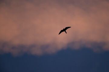 Eleonora's falcon (Falco eleonorae) in high speed in flight.