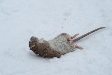 Obraz premium A gray dead rat with a long tail in winter on the snow. 