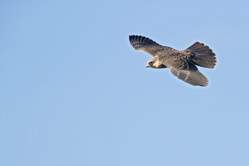 Eleonora's falcon (Falco eleonorae) in high speed in flight.