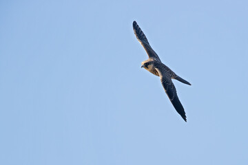 Eleonora's falcon (Falco eleonorae) in high speed in flight.
