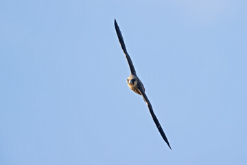 Eleonora's falcon (Falco eleonorae) in high speed in flight.
