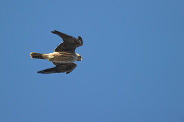 Eleonora's falcon (Falco eleonorae) in high speed in flight.