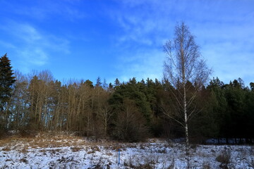 Part of a Swedish forest. Snow on the ground. One winter day in January. Blue sky and some thin clouds. Stockholm, Sweden, Europe.