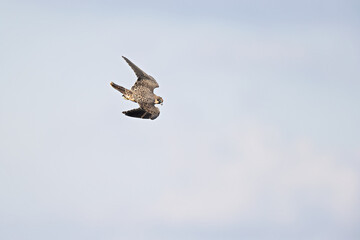 Obraz premium Eleonora's falcon (Falco eleonorae) in high speed in flight.