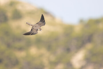 Eleonora's falcon (Falco eleonorae) in high speed in flight.