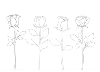 roses outline in one line, sketch, vector