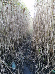 natural landscape in russia. Photo