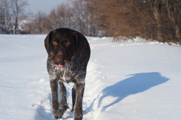 Hunting dog, German Drathaar in winter in the field. Winter hunting. . High quality photo