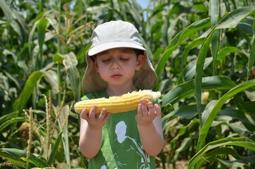 young boy in a green shirt eating corn on the cob in the corn field