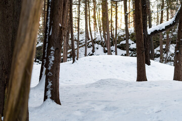 winter in the forest