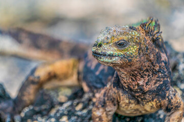 Galápagos marine iguana