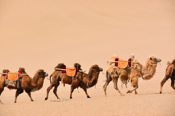 Camels in the Gobi Desert at Dunhuang Silk Road, China
