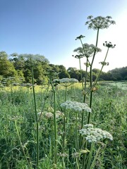 Cow parsley in early morning light in English meadow