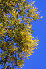 Spring flowers. Branches of Acacia dealbata tree ( mimosa )  with bright yellow flowers against blue sky