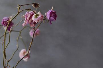 Dried rose flowers on a gray background with room for text.