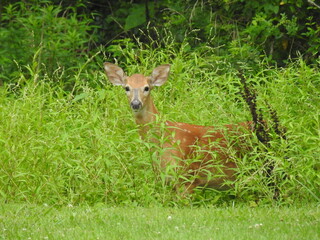 A whitetail deer doe peeking out of the green foliage in Elkton, Cecil County, Maryland.