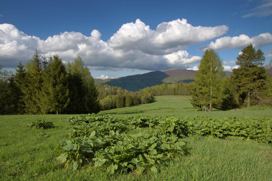 Spring in the Bieszczady Mountains, Smerek, Poland