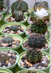 Sprouts of cacti and succulents. Side view. Close-up. Image for websites about home flowers, cacti and their care. Selective focus.