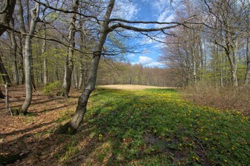 Marsh-marigold in a beech forest, Przelecz pod Czertezem, Bieszczady Mountains, Polish-Slovak border - obrazy, fototapety, plakaty