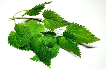 Beautiful fresh nettle. Green leaves of nettle. Green background. Green leaf with water drops isolated.