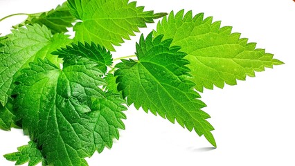 Beautiful fresh nettle. Green leaves of nettle. Green background. Green leaf with water drops isolated.