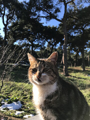 Happy life of a cat on the island