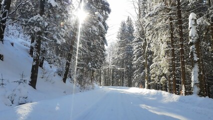 Zima, śnieg, drzewa