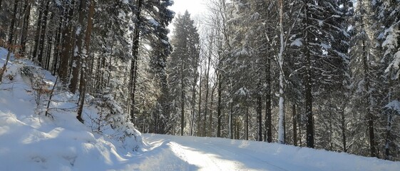 Zima, śnieg, drzewa