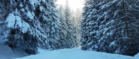 Zima, śnieg, drzewa
