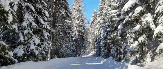 Zima, śnieg, drzewa