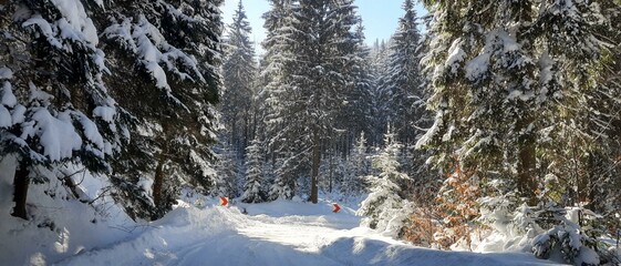 Zima, śnieg, drzewa