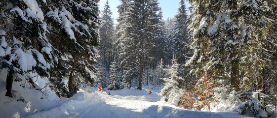 Zima, śnieg, drzewa