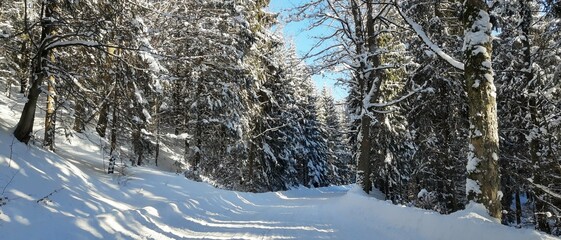 Zima, śnieg, drzewa © Robert