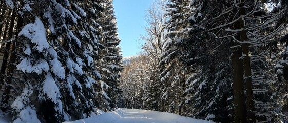 Zima, śnieg, drzewa