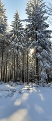 Zima, śnieg, drzewa
