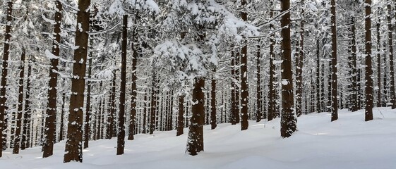 Zima, śnieg, drzewa - obrazy, fototapety, plakaty