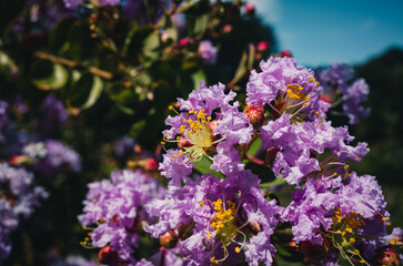 Obraz premium lagerstroemia
