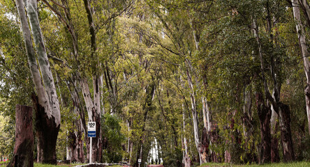 road in the forest in the morning