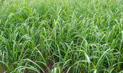 Asian rice or Oryza sativa plantation