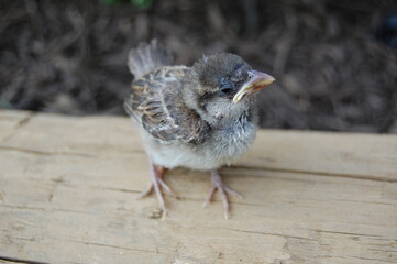 A cute baby sparrow enjoying a beautiful summer day, waiting patiently for the parents to bring...