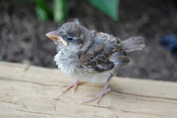 A cute baby sparrow enjoying a beautiful summer day, waiting patiently for the parents to bring back some food.