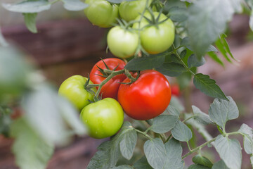 Beautiful view of red tomatoes in a greenhouse in the countryside. Soft morning lighting without harsh shadows.